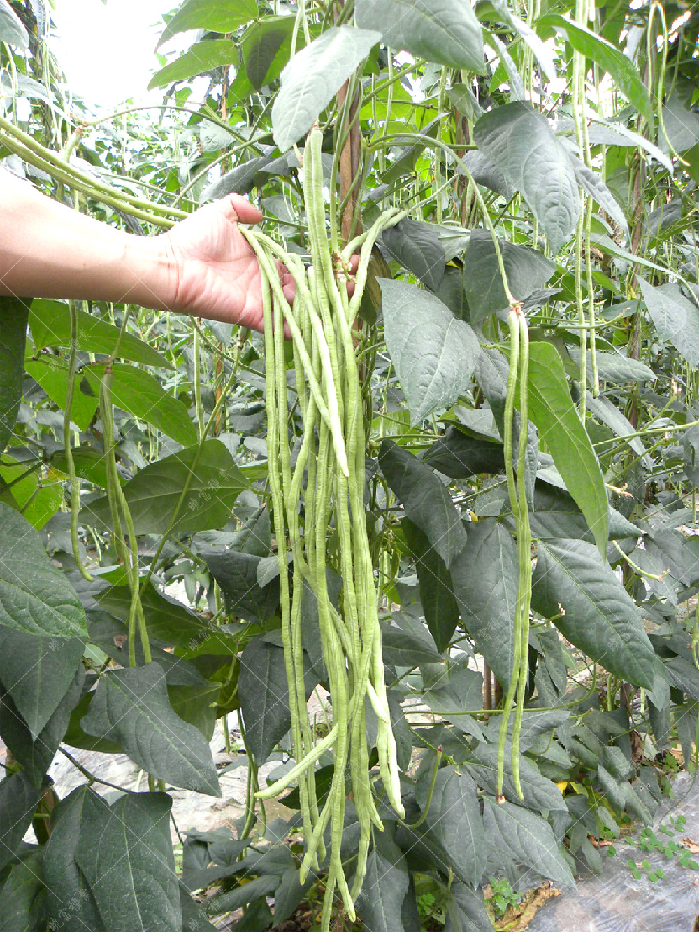 1557906287808184.jpg 53.jpg